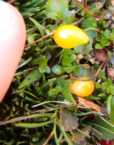 Nertera balfouriana, photographed by Lisa Bennett