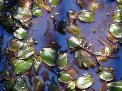 Potamogeton suboblongus, photographed by Lisa Bennett