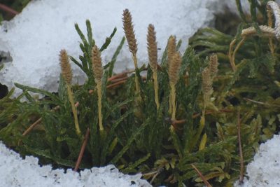 Diphasiastrum complanatum, photographed by Syd Cannings