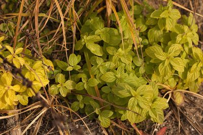 Mentha arvensis, photographed by Вячеслав Юсупов
