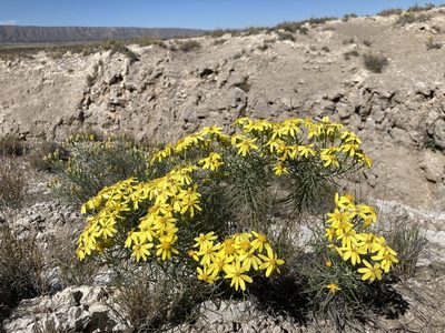 Senecio warnockii, photographed by Cecelia Alexander