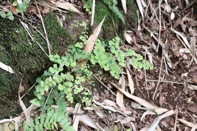 Adiantum chilense, photographed by nitsuga74