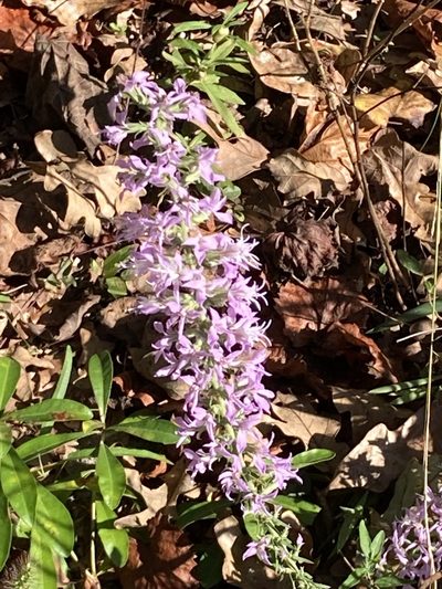 Liatris elegans, photographed by meflowers900