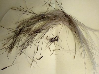 Stipa lessingiana, photographed by Anna Petrosyan