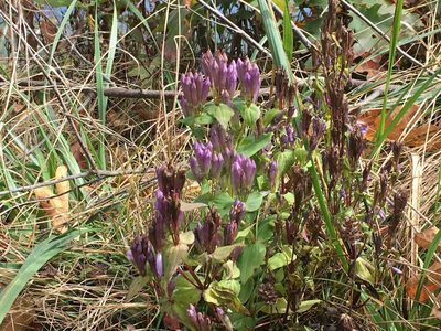 Gentianella quinquefolia, photographed by Michael J. Papay