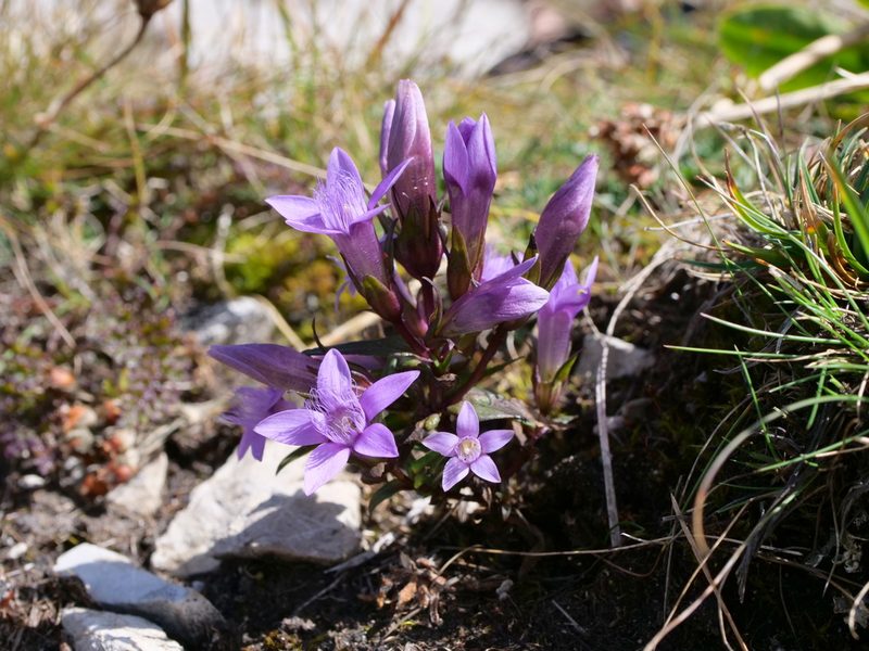 Gentianella obtusifolia, photographed by Wolfgang Jauch
