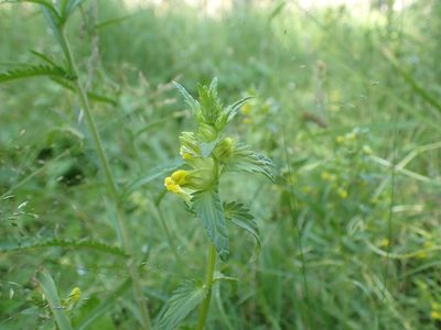Rhinanthus groenlandicus, photographed by Ellyne Geurts