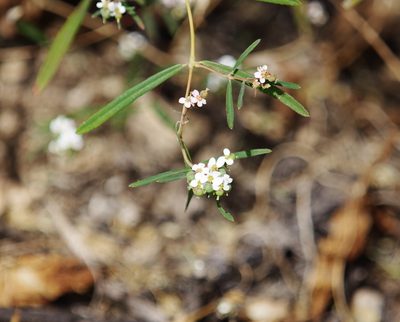Euphorbia florida, photographed by Dan Killam