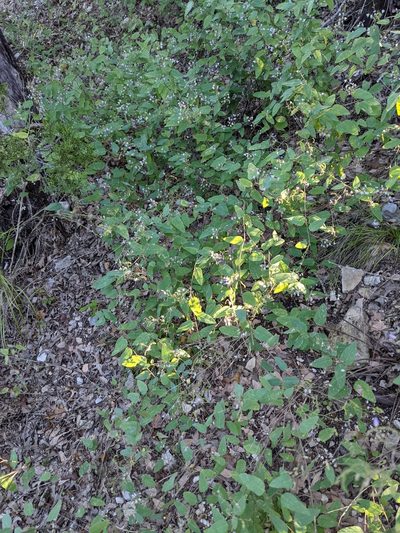Desmodium psilophyllum, photographed by Cleveland Powell