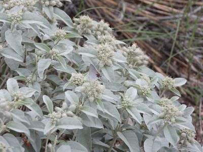 Croton pottsii, photographed by Jared Shorma
