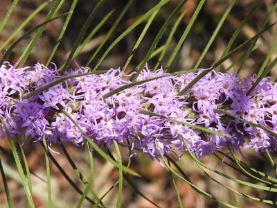 Liatris punctata, photographed by saltyhiker