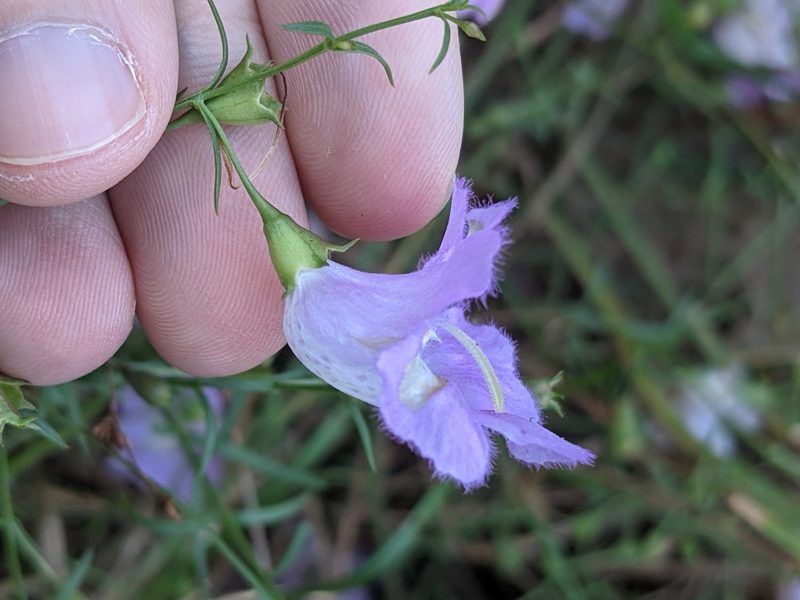 Agalinis strictifolia, photographed by Eric Knight