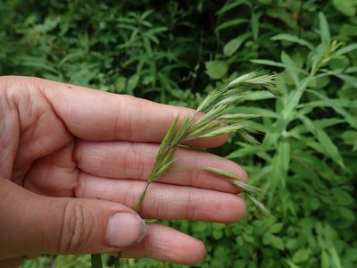 Bromus ciliatus, photographed by Ellyne Geurts