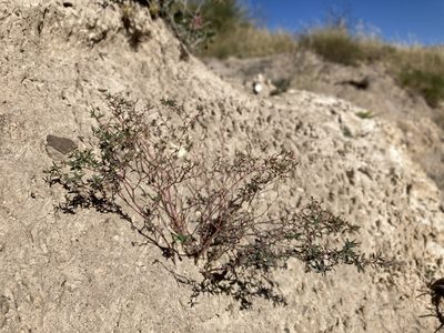 Euphorbia chaetocalyx, photographed by Cecelia Alexander