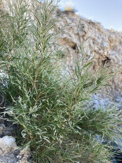 Muhlenbergia villiflora, photographed by Cecelia Alexander