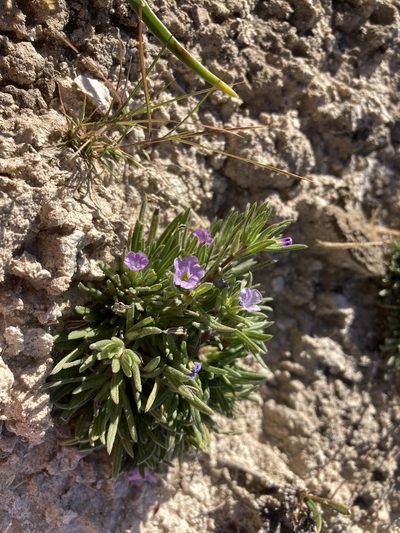 Nama stevensii, photographed by Cecelia Alexander