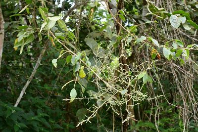 Rhus terebinthifolia, photographed by Neptalí Ramírez Marcial