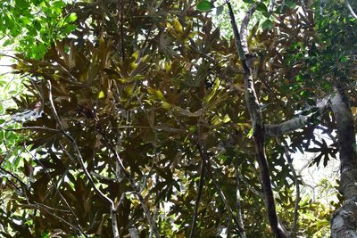 Oreopanax geminatus, photographed by Neptalí Ramírez Marcial