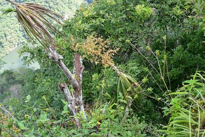 Beaucarnea goldmanii, photographed by Neptalí Ramírez Marcial