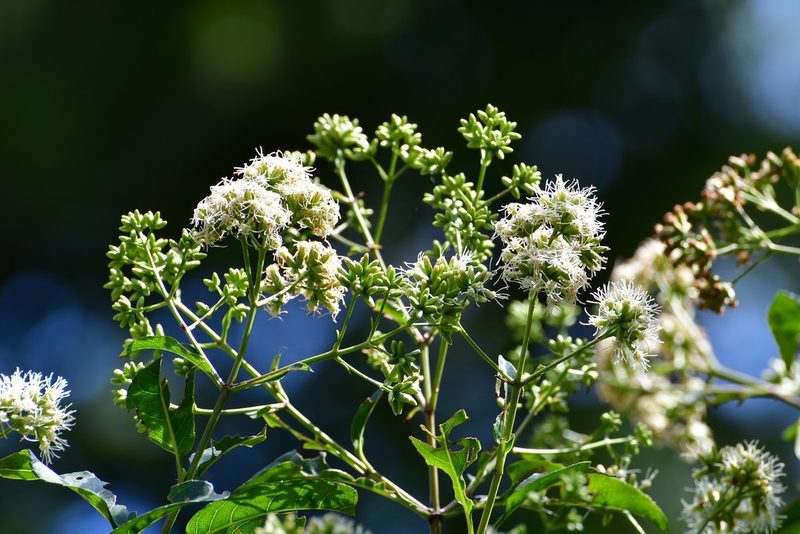 Critonia hospitalis, photographed by Neptalí Ramírez Marcial