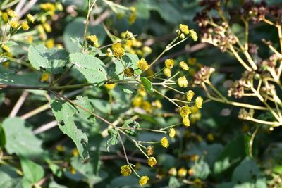 Lasianthaea fruticosa, photographed by Neptalí Ramírez Marcial