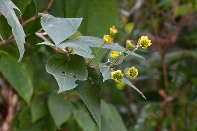 Lasianthaea fruticosa, photographed by Neptalí Ramírez Marcial
