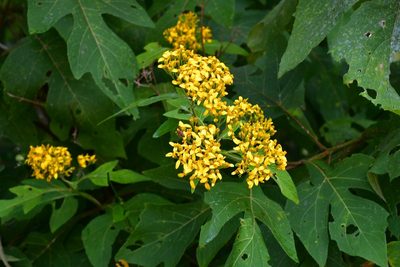 Verbesina breedlovei, photographed by Neptalí Ramírez Marcial