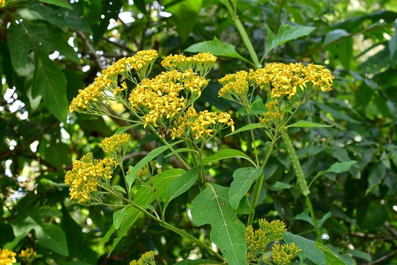 Verbesina breedlovei, photographed by Neptalí Ramírez Marcial