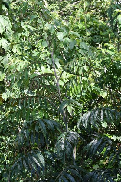 Verbesina gigantea, photographed by Neptalí Ramírez Marcial