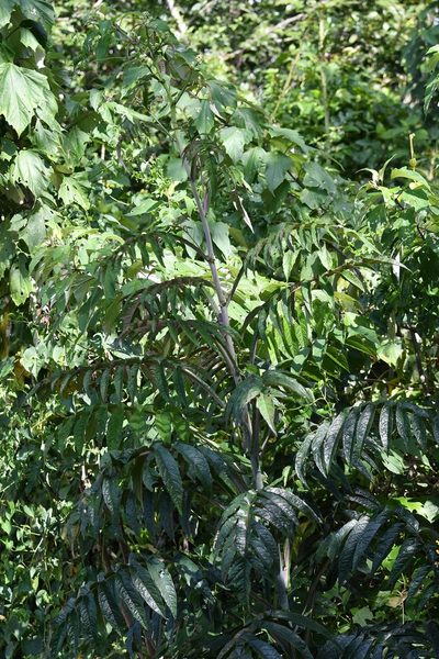 Verbesina gigantea, photographed by Neptalí Ramírez Marcial