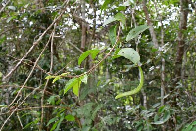 Fridericia chica, photographed by Neptalí Ramírez Marcial
