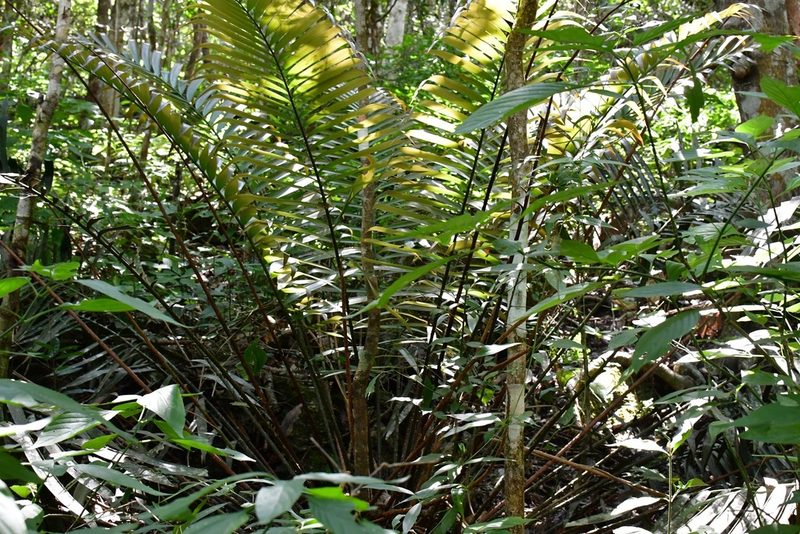 Ceratozamia robusta, photographed by Neptalí Ramírez Marcial