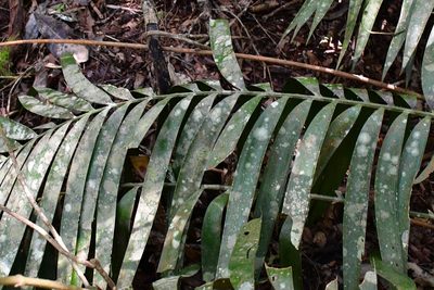 Ceratozamia robusta, photographed by Neptalí Ramírez Marcial
