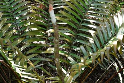 Ceratozamia robusta, photographed by Neptalí Ramírez Marcial