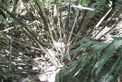 Ceratozamia robusta, photographed by Neptalí Ramírez Marcial
