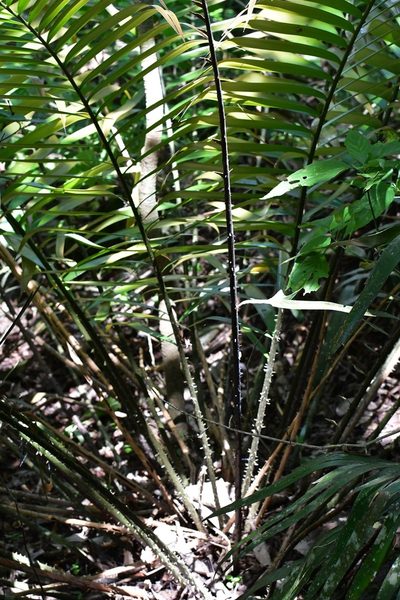 Ceratozamia robusta, photographed by Neptalí Ramírez Marcial