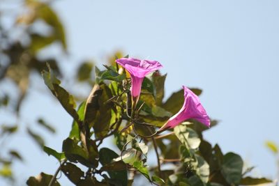 Ipomoea bernoulliana, photographed by Neptalí Ramírez Marcial