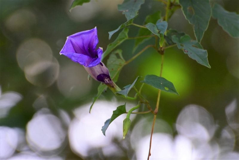 Ipomoea lindenii, photographed by Neptalí Ramírez Marcial