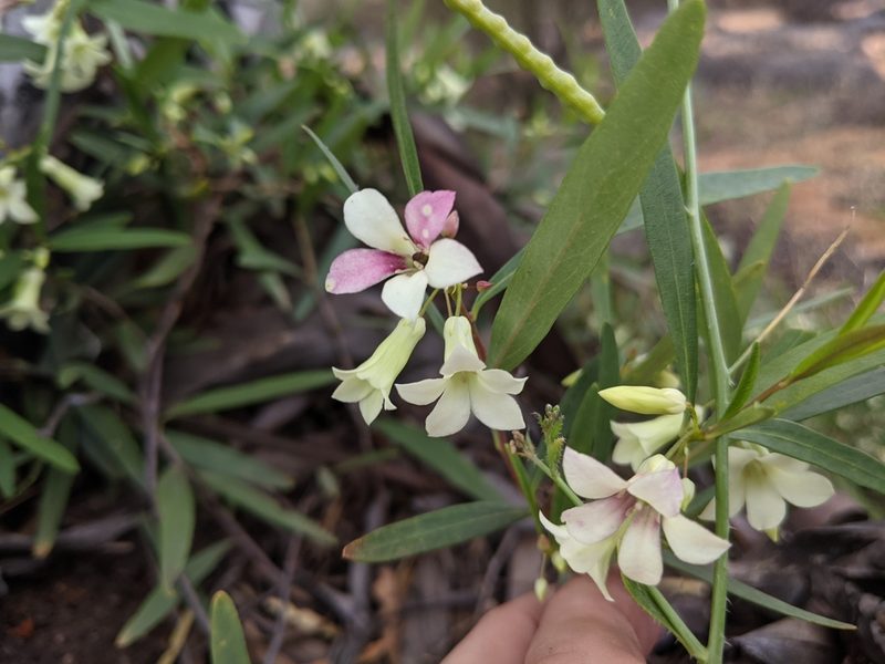 Billardiera versicolor, photographed by Dylan Butcher