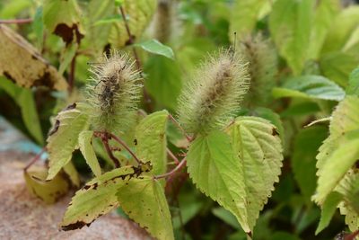 Acalypha alopecuroidea, photographed by Neptalí Ramírez Marcial
