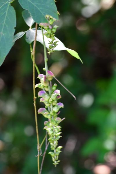 Canavalia oxyphylla, photographed by Neptalí Ramírez Marcial