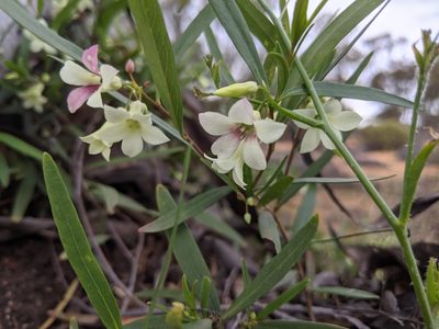 Billardiera versicolor, photographed by Dylan Butcher