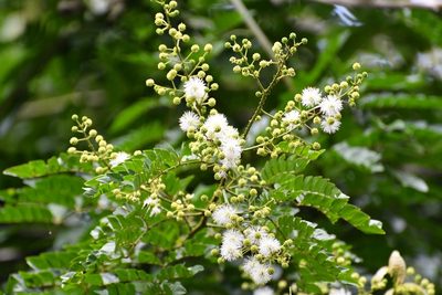 Mimosa ervendbergii, photographed by Neptalí Ramírez Marcial