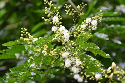 Mimosa ervendbergii, photographed by Neptalí Ramírez Marcial