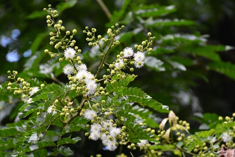Mimosa ervendbergii, photographed by Neptalí Ramírez Marcial
