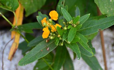 Aspicarpa cynanchoides, photographed by Neptalí Ramírez Marcial