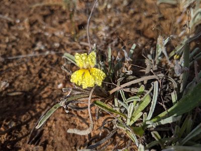 Goodenia willisiana, photographed by Dylan Butcher