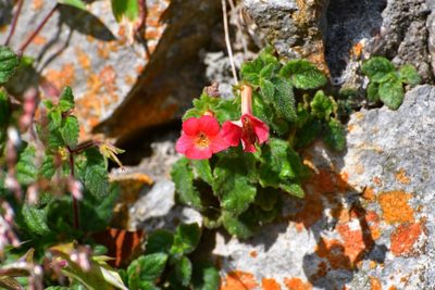 Achimenes erecta, photographed by Neptalí Ramírez Marcial