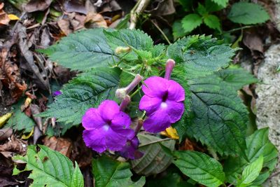 Achimenes grandiflora, photographed by Neptalí Ramírez Marcial