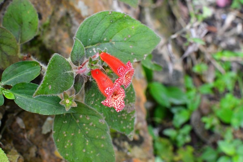 Kohleria rugata, photographed by Neptalí Ramírez Marcial